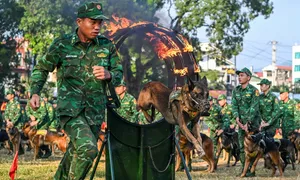 Quân khuyển xếp hình, đặc công phô diễn võ thuật