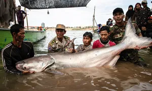 Bắt 6 con cá tra dầu khổng lồ sông Mekong